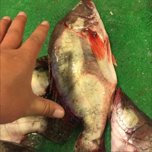 新鲜鳜鱼 桂鱼 活鳜鱼78/斤 清蒸臭鳜鱼淡水鱼活鱼江鱼海鱼河鱼