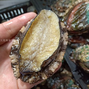 大连渤海特色海鲜 新鲜鲍鱼 5个头 皱纹盘鲍 活鲍鱼发货 非即食