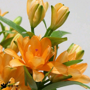 重瓣小蜜蜂百合金百合鲜花花束无香办公插花速递上海直发家用水养