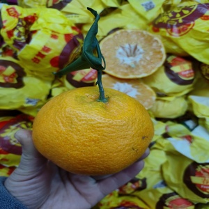 果获仁心南京江宁众彩果品新鲜水果柑橘桔子丑橘净含量9斤换包装