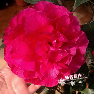 沐春茶花--云南茶花--拉力皮特/西楚霸王原生扦插苗 品种保证