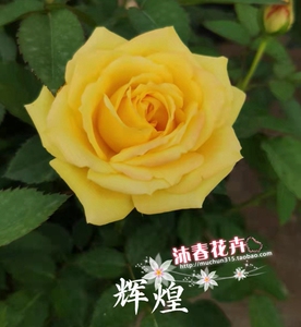 沐春月季--阳台月季--辉煌--明黄色微月,四季开花,带盆原土发货