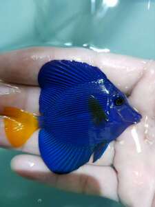 红海紫吊 海水鱼 活体生物 观赏鱼 紫吊