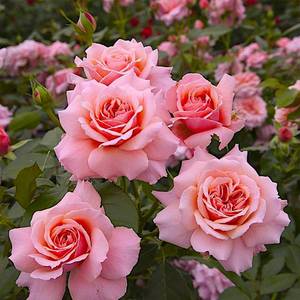 波提雪莉阳台盆栽切花月季庭院地栽玫瑰耐寒耐旱抗病勤花带花发货