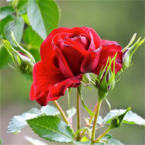 流星王阳台 丰花微型月季庭院阳台花卉观花植物玫瑰花盆栽带叶包