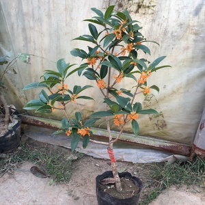 桂花 强香型开花树苗 流苏嫁接天香台阁 庭院室内均可栽种桂花