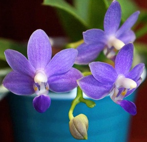 兰花-蓝色蝴蝶兰-Phal.Purple Martin v.blue  芳香容易开花阳台