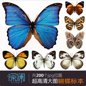 超高清蝴蝶标本电子版图集欧美装饰画芯图片高清图库素材200幅