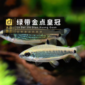 绿带金点皇冠金点绿皇冠进口稀有除黑毛草缸热带鱼活体观赏鱼包邮