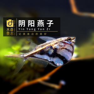 阴阳燕子鱼