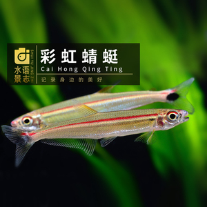 彩虹蜻蜓灯鱼 红蜻蜓南美进口热带观赏鱼 活体 草缸造景 到货中