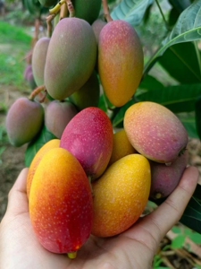 攀枝花本地特产贵妃芒果现摘现卖绿色安全带箱10斤包邮坏果包赔