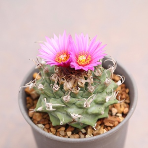 赤花娇丽 精选实生块根 仙人球 好养好看花期长 一物一拍包邮