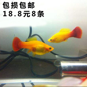 金牡丹鱼