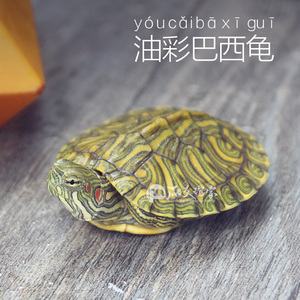 进口油彩巴西龟格兰德彩龟黄耳龟苗火焰龟宠物红耳龟深水龟包邮