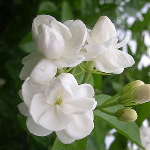 摩洛哥茉莉精油