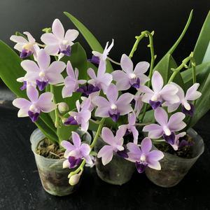 盆栽花卉兰花洋兰蝴蝶兰朵丽蝶紫美人易养花期长