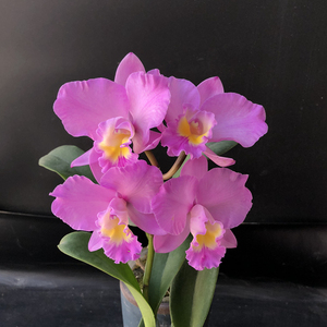 盆栽花卉兰花洋兰卡特兰圣诞玫瑰花带香味