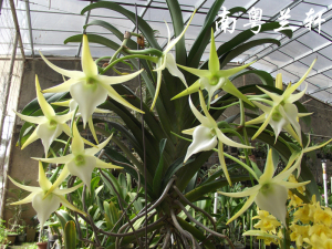 盆栽洋兰风兰大彗星风兰angraecum sesquipedale带香味