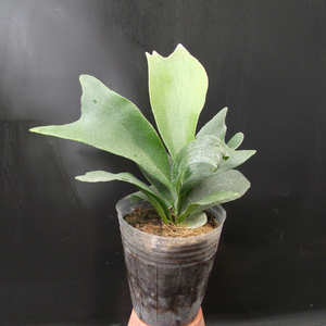 绿色植物 防辐射 净化空气 室内立体绿化 吸甲醇 盆栽蝙蝠蕨