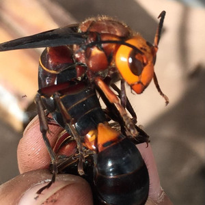 马蜂 虎头蜂 老蜂 黑土甲 黄土甲 大胡蜂 蜂王泡酒 不是活的