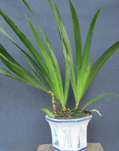 扁竹花扁竹根蝴蝶花绿化植物盆栽鸢尾花卉中药材扁竹兰苗盆景盆栽