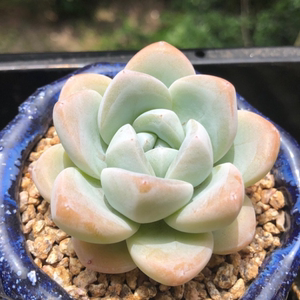 良品园艺冰玉多肉植物单双头老桩多头群生盆栽网红绿植 满15包邮