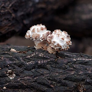 天然野生花菇-淘宝拼多多热销天然野生花菇货源拿货 - 阿里巴巴货源