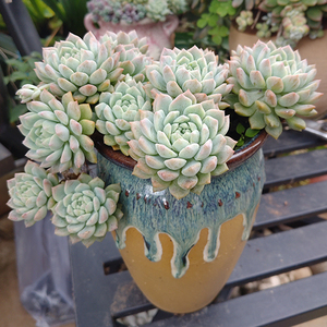 粉蔓/粉曼/ 有香味 多头群生 易爆盆 防辐射 易养 云南多肉植物