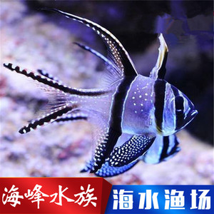 巴黎天使鱼