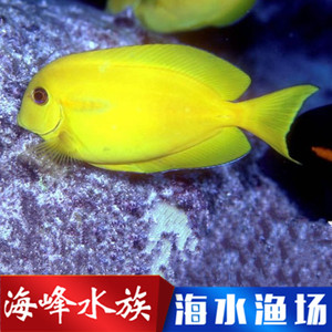 黄一字吊 海水鱼活体适合珊瑚缸养小丑鱼观赏鱼吃藻 吊类