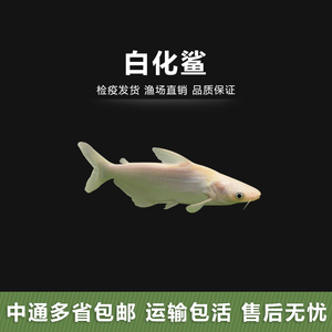 中大型鱼热带鱼白鲨鱼活体宠物观赏鱼活体白鲨凶猛白化蓝鲨