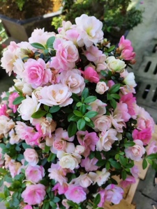 日本皋月杜鹃绢之舞稀有品种春夏鹃一树多色绿植四季开花盆栽苗