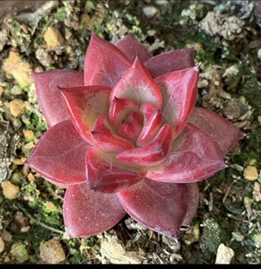 红洛卡多肉植物罗卡红孩儿罗宾杂交卡罗拉有暗纹易出状态可挑