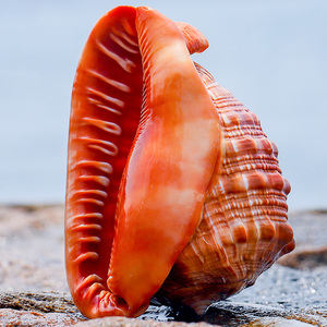 四大名螺万宝螺鱼缸造景海螺壳超大贝壳工艺品摆件天然标本装饰