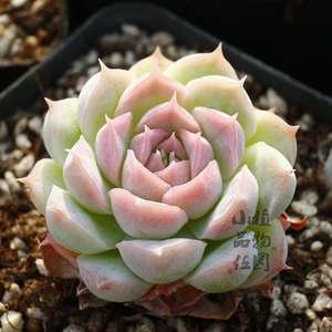 魅惑(鬼魅杂)多肉多肉植物一物一拍月影系小品位植物园