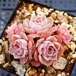 冰边紫 多肉植物紫色多肉月影系一物一拍景天小品位植物