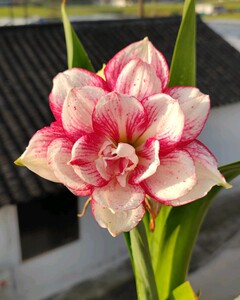 现货澳洲朱顶红瑞秋