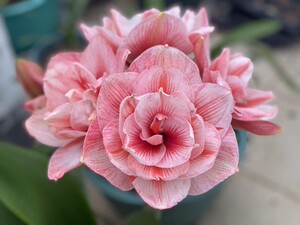 现货澳洲朱顶红兰尼