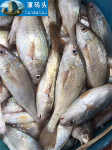 平潭海鲜野生新鲜黄姑鱼白姑鱼白眉鱼白梅鱼5-7条1斤