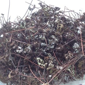 铜丝草 通经草 银粉背蕨 中药材 500克干货上市