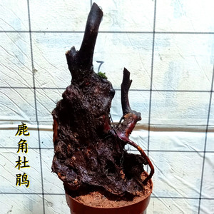 一物一拍下映山紫花鹿角杜鹃老桩盆景矮霸提根栽植小造型再生树苗