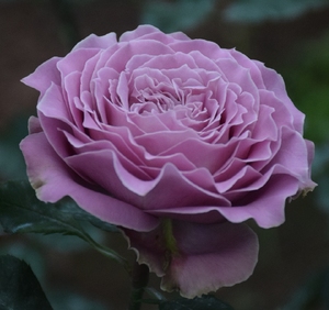 花漾河谷  蓝色物语 blue story  日本灌木月季 淡香