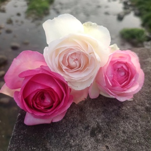 龙沙宝石(粉龙,深粉龙,白龙) 藤本月季 群开震撼 长势快抗病