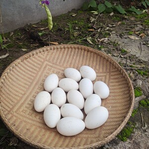 重庆农村里土特产品新鲜鹅蛋农家散养鹅孕妇宝宝食品一件12个包邮