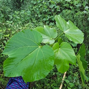 重庆桐子叶粑粑