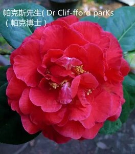 帕克斯先生茶花