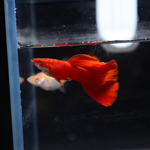 孔雀鱼全红白子血红种鱼带胎系统缸繁育高品质怀孕母鱼台湾鱼f1