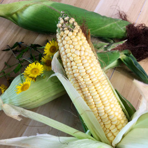 东北老玉米棒新鲜