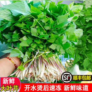 80佰雨诚信企业店淘宝东北山菜新鲜野生山野菜大叶芹山芹菜长白山